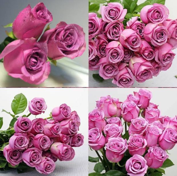 喜欢牡丹,不如养"精品玫瑰"糖果雪山,如甜蜜糖果,诱人美丽