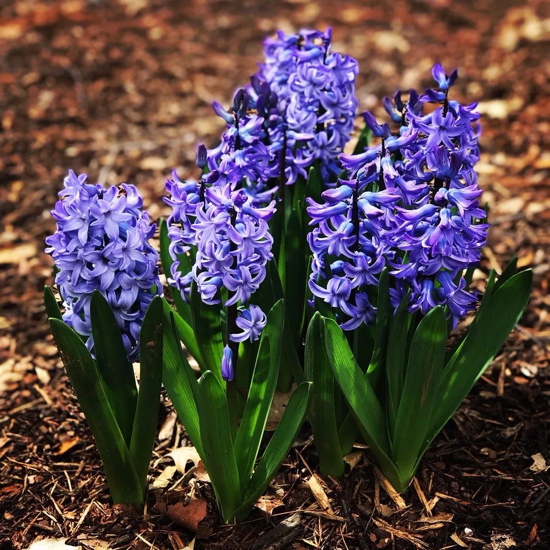 栽种鳞茎花卉常见的5个问题,南北栽种风信子,郁金香有啥不同?