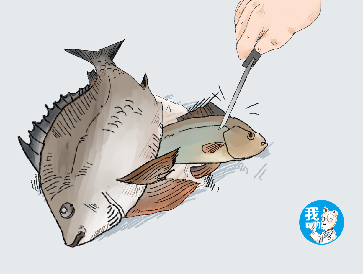 男子钓到梭子鱼,却摸到肚子里有硬物,掏开后直言赚到了