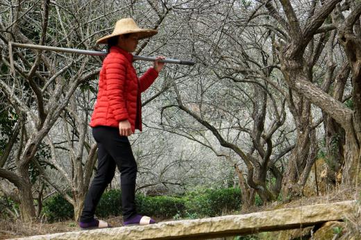 潮州饶平县汤溪镇青竹径村一片"香雪海,梅园新景象