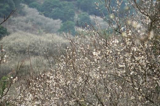 潮州饶平县汤溪镇青竹径村一片"香雪海,梅园新景象