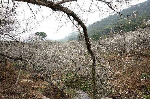 潮州饶平县汤溪镇青竹径村一片"香雪海,梅园新景象