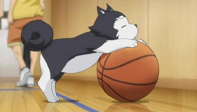 这里还要提名一个没台词的配音角色,就是《黑子的篮球》里面的水户部