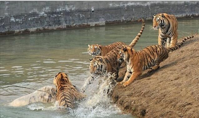 牦牛误入老虎地盘, 惨遭老虎群围攻撕咬致死