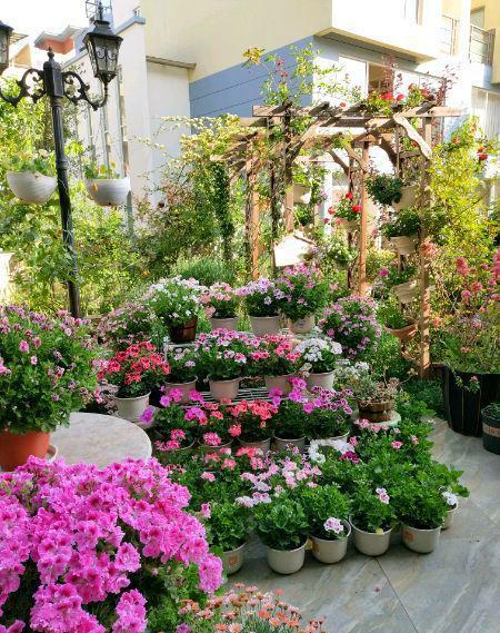 她用1年时间,打造以"天竺葵"为主题的花园,大家都夸太漂亮