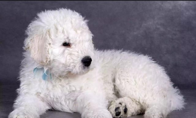 洗次澡要半天的可蒙犬,带狗狗出门,简直像带拖把散步一样