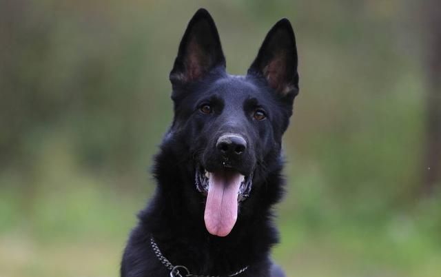 黑色狗狗总被歧视,没人收养被安乐死,其实黑狗有4大优点
