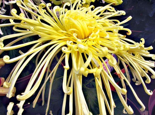 喜欢菊花可以试试菊中珍品玉龙腾飞似龙腾凤舞高雅霸气