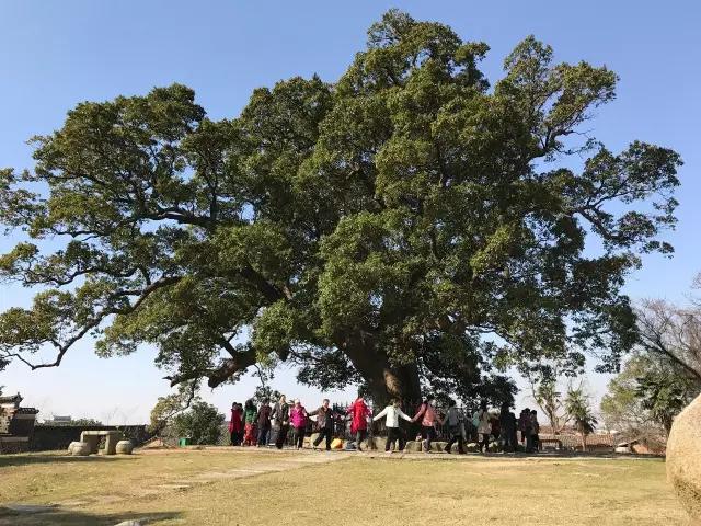 江西南昌安义古村 - 1200多年的古香樟(夏天没蚊子)210凤凰松:在