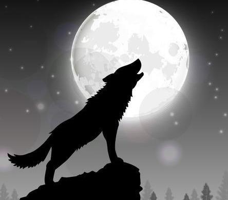 内蒙古包头牧民遭遇"狼搭肩",差点被狼一击致命