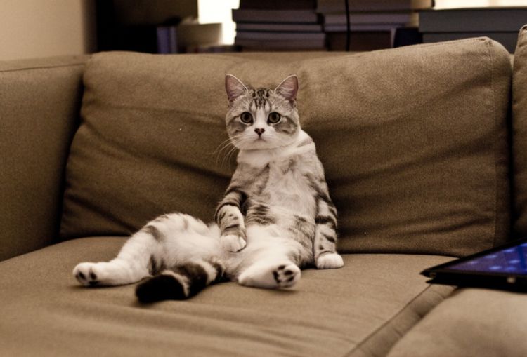 这是属于折耳猫的坐姿看似轻松实则可能很疼你家猫会坐吗