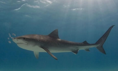 这是远古鲨鱼的真实模样长着300多颗牙齿和鳗鱼有些相似