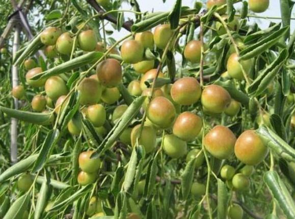 枣树种植,冬枣采后肥料施得好,来年枣果产量高,来