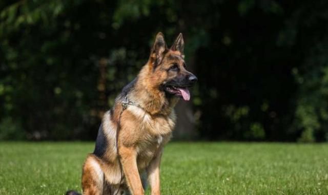 注意了,德牧有5个缺点,养它前先来了解一下|狗狗|德牧|寿命_新浪新闻