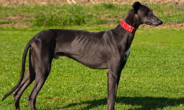 跑得最快的狗狗灵缇犬原本受英法贵族喜爱后来却沦为赛犬