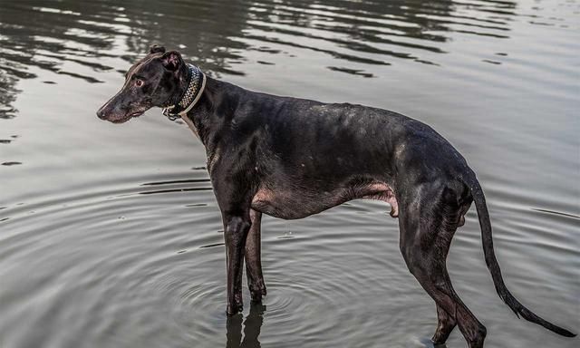 跑得最快的狗狗灵缇犬原本受英法贵族喜爱后来却沦为赛犬
