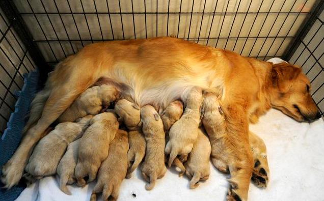 一胎能生多只幼崽的狗狗,网友:这也太赚钱了吧,不养一只会后悔