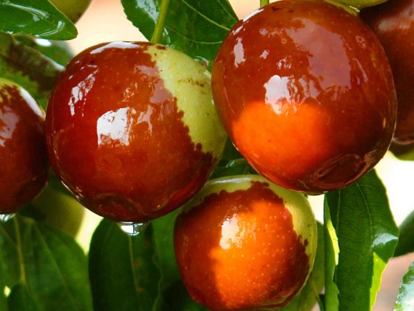 枣树种植,冬枣采后肥料施得好,来年枣果产量高,来