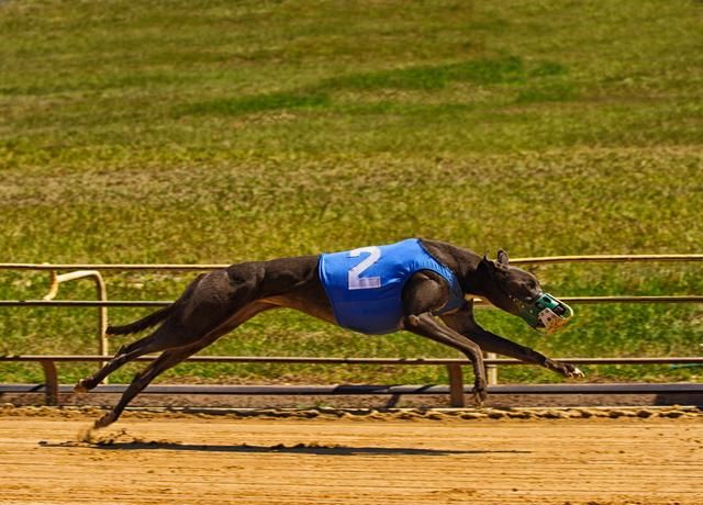 跑得最快的狗狗灵缇犬原本受英法贵族喜爱后来却沦为赛犬