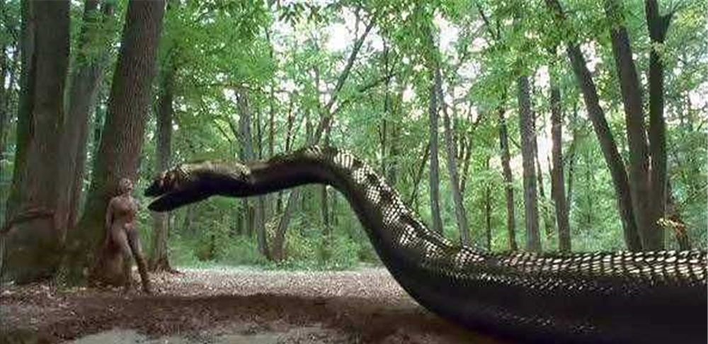 能将2米长的鳄鱼整个吞食掉的森蚺却被美洲虎活活咬死