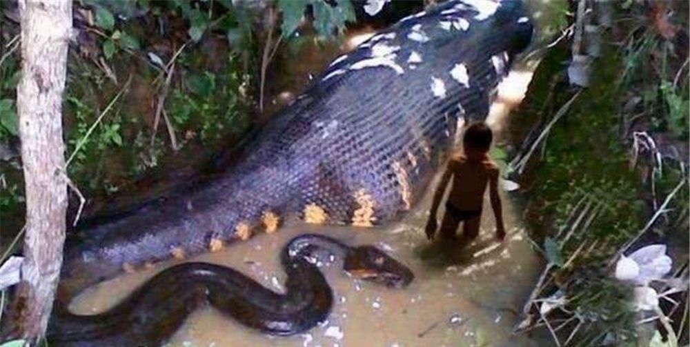 能将2米长的鳄鱼整个吞食掉的森蚺却被美洲虎活活咬死