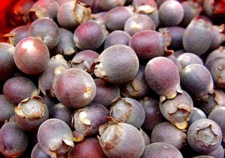 广西的这些特色水果