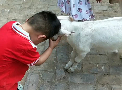 "会玩姐弟"比赛顶羊火了,网友:这才是真正有灵魂的玩具!