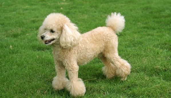 6,阿富汗猎犬阿富汗猎犬是一种贵族犬,它们的典型特征就是具有东方和