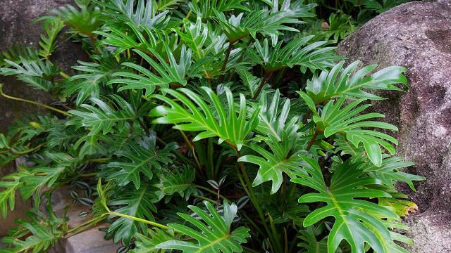 仙羽蔓绿绒和春羽应该如何去辨别