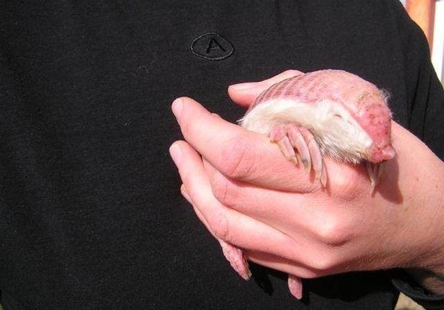 女儿捡到了一个穿着粉色衣服的小老鼠父亲查了一下腿都吓软了