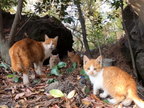 爬山时偶遇一窝流浪猫,大叔本想顺走小麻猫,下山后却被猫妈阻拦|流浪猫|猫|猫咪_新浪新闻