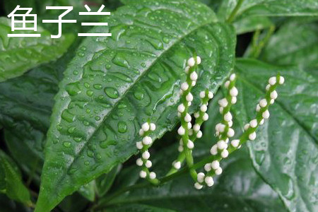 鱼子兰和米兰应该如何去区别