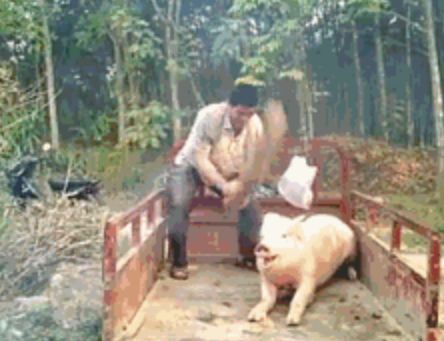 用三轮拉到野外,轻松杀完后反遭骂,以后杀猪别这样|猪头|挣扎|前爪