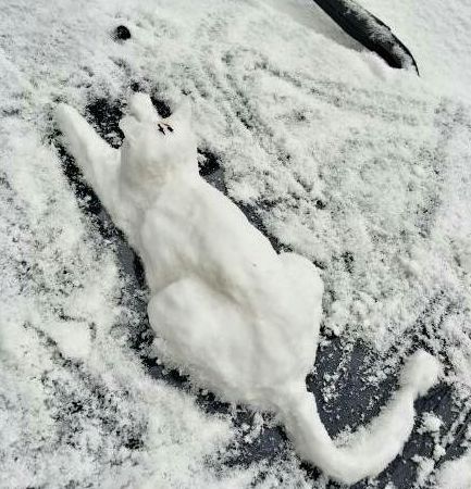 "我堆的雪人,跟我家猫长得一模一样!
