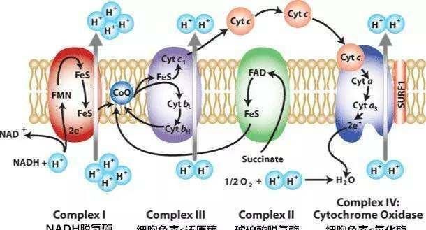 线粒体是细胞有氧呼吸的主要场所,还记得生物书的图不,线粒体中有很多
