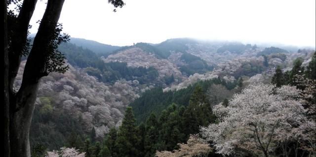 日本赏樱朝圣太难，5000块/晚，订房像抢春运，竟还没房了