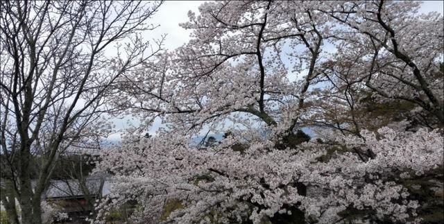 日本赏樱朝圣太难，5000块/晚，订房像抢春运，竟还没房了