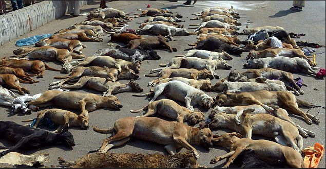 路人街边发现流浪狗惨烈一幕,纷纷围观,网上却掀起骂战