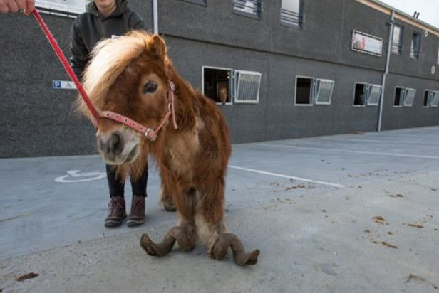这头小马竟然被主人抛弃十年,马蹄已变得畸形,真是狠心啊!