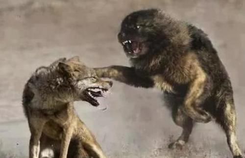 这几年来美国对北美灰狼的大肆猎杀,被猎杀的北美灰狼种群的数量也