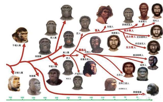 人类的祖先是同一波人吗?全世界有那么多人种,他们去哪里了?|生殖隔离|丹尼索瓦人_新浪新闻