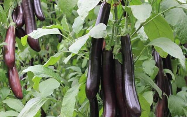茄子种植,茄果类蔬菜播种时应注意哪些问题?来了解一下