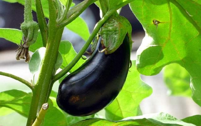 茄子种植,茄果类蔬菜播种时应注意哪些问题?来了解一下