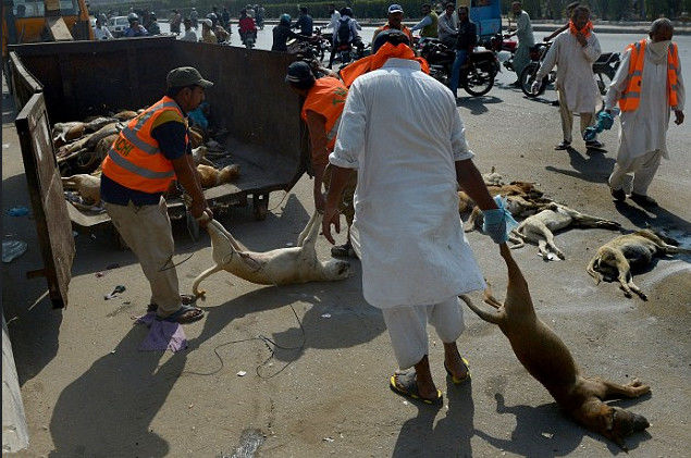 路人街边发现流浪狗惨烈一幕,纷纷围观,网上却掀起骂战