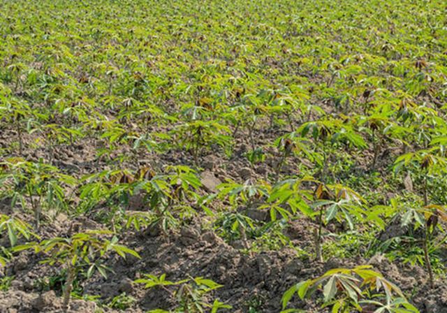 木薯种植,及时查苗补缺,保证全苗,获得高产的基础条件