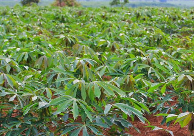 木薯种植,及时查苗补缺,保证全苗,获得高产的基础条件