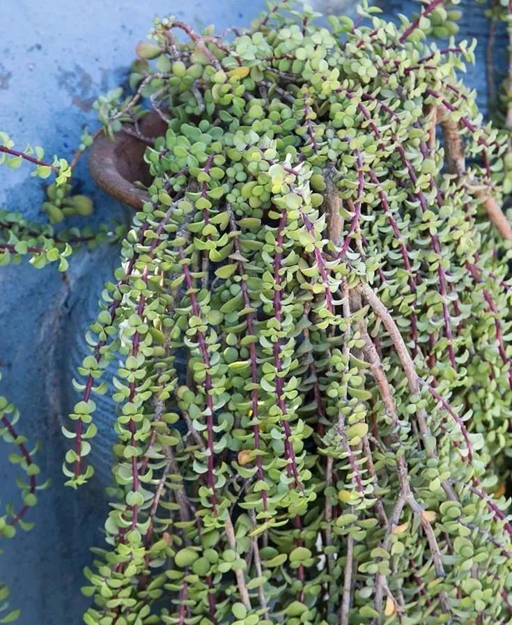 盆栽马齿苋树越修剪长得越好,甚至还可养成盆景