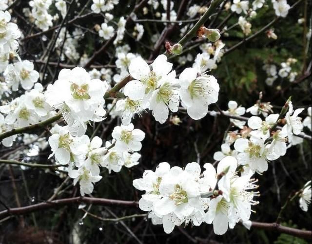 日本赏樱朝圣太难，5000块/晚，订房像抢春运，竟还没房了