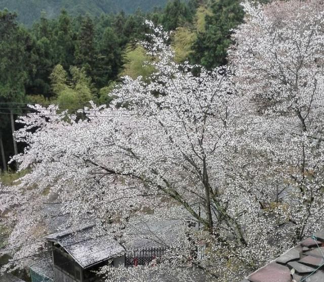 日本赏樱朝圣太难，5000块/晚，订房像抢春运，竟还没房了