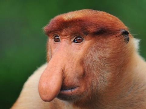 摄影师抓拍,一组表情怪异的猴子,你们究竟看到了啥?